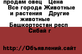  продам овец › Цена ­ 100 - Все города Животные и растения » Другие животные   . Башкортостан респ.,Сибай г.